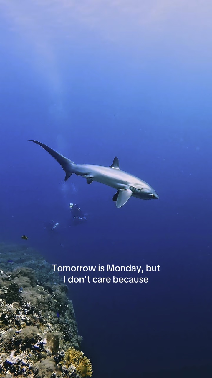 Plongée, requin et coucher de soleil aux Philippines