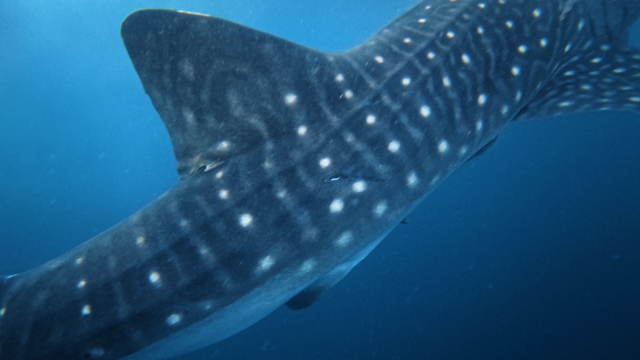 Requin-baleine nageant sous la surface
