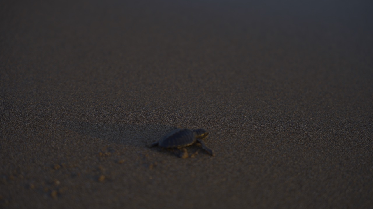 Bébé tortue rejoignant la mer sur le sable