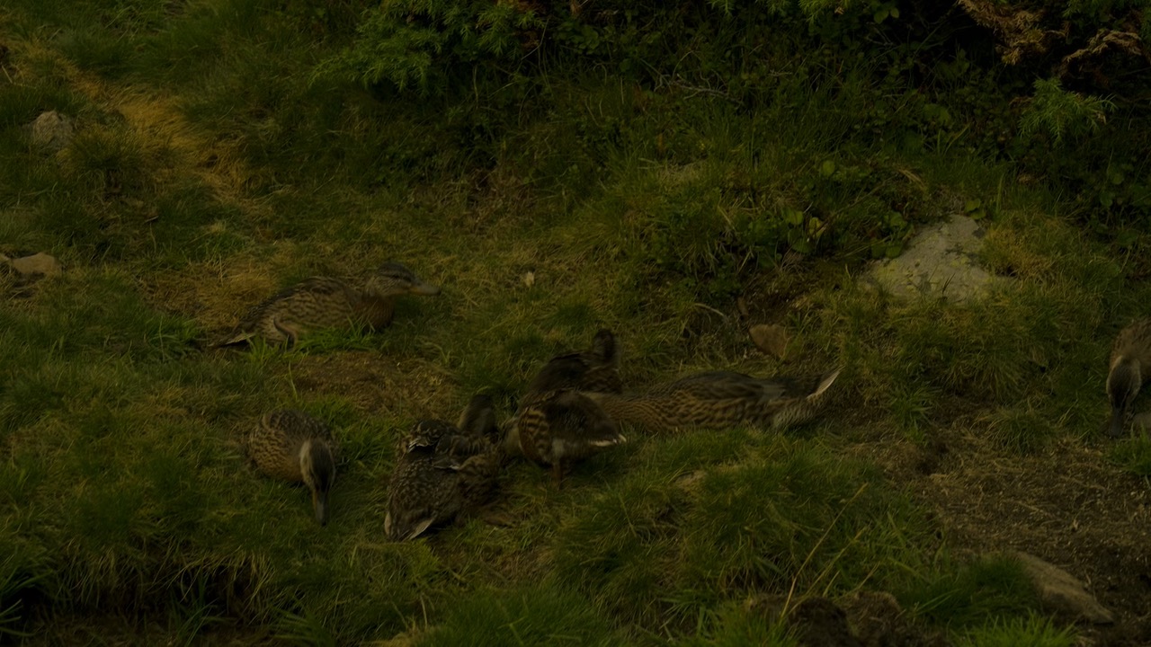 Vaches au repos dans les pâturages des Pyrénées