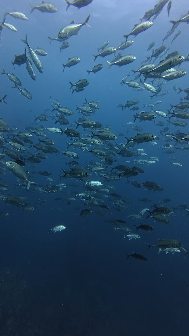 Banc de poissons dans le bleu